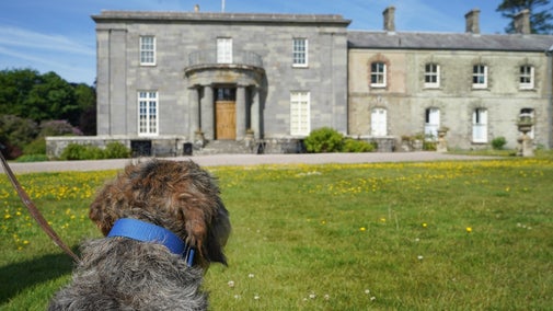 The back of a dogs head with Arlington house behind on a sunny day